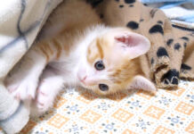 「そんなところで何やってるの!?」チョコンと頭だけ出してる子猫を誘い出してみると… ( *´艸`) 物陰に隠れている子猫