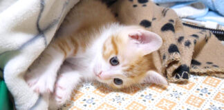 物陰に隠れている子猫