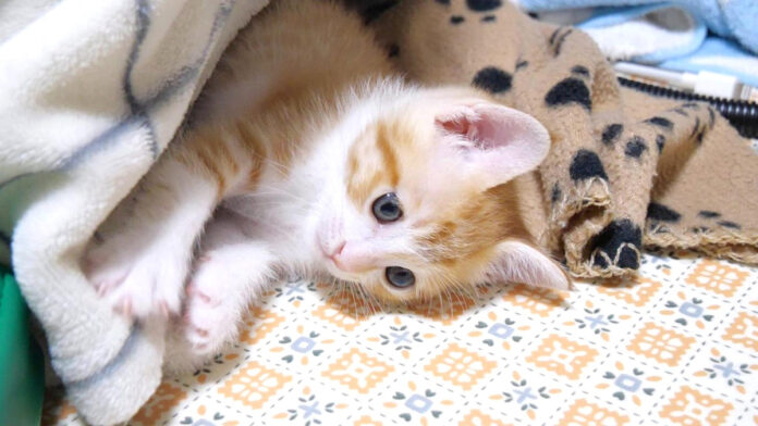 物陰に隠れている子猫