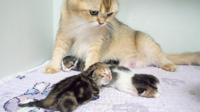 子育てする母猫