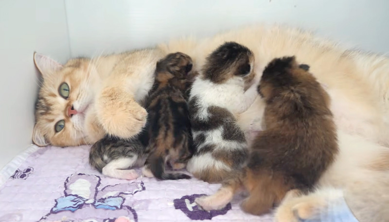 子猫達にミルクを飲ませる母猫