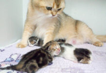 子育てする母猫