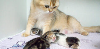 子育てする母猫