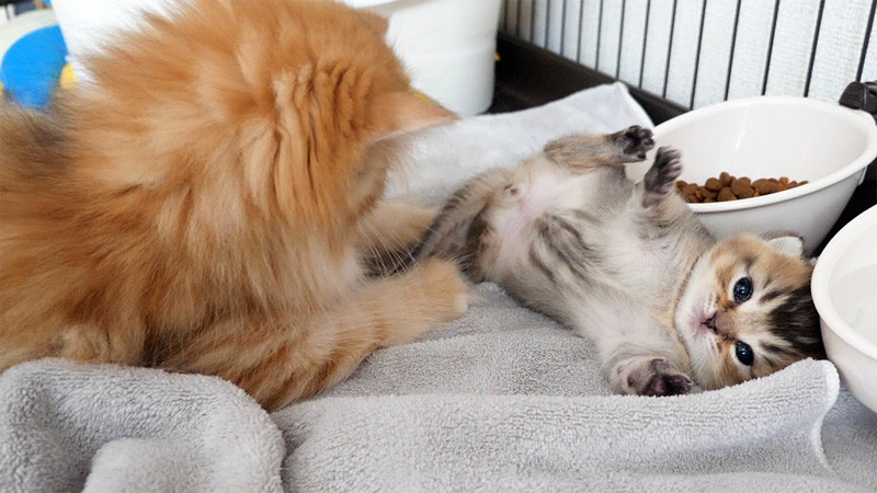 赤ちゃん猫にちょっかいを出す子猫