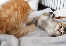 赤ちゃん猫にちょっかいを出す子猫