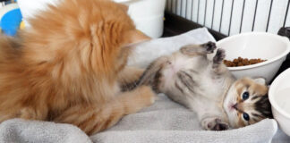 赤ちゃん猫にちょっかいを出す子猫