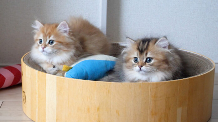 いつも一緒の子猫達