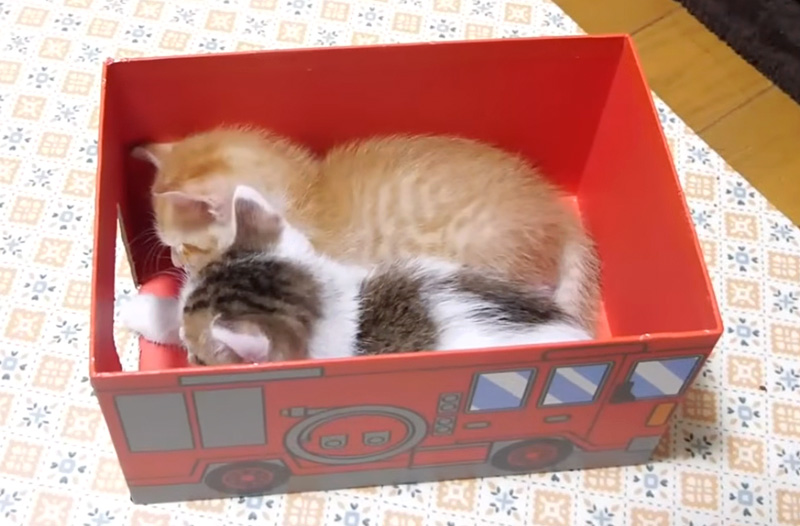子猫の詰め合わせ