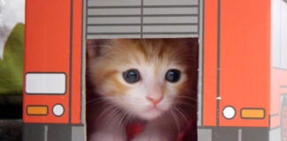 子猫の詰め合わせ