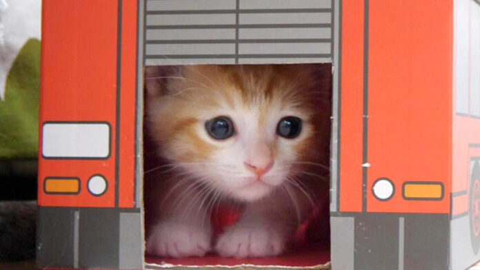 子猫の詰め合わせ