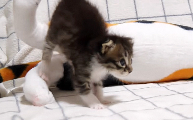 やんのかステップを決める子猫