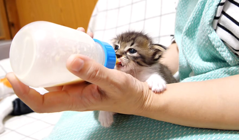 ミルクを飲む子猫