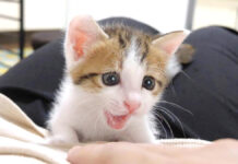 野生が目覚めた子猫