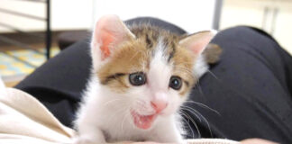 野生が目覚めた子猫