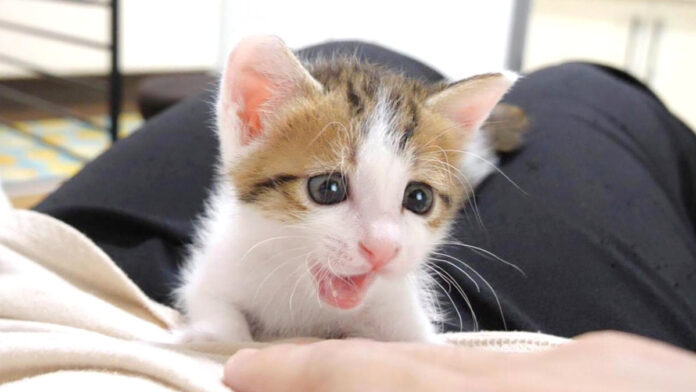 野生が目覚めた子猫