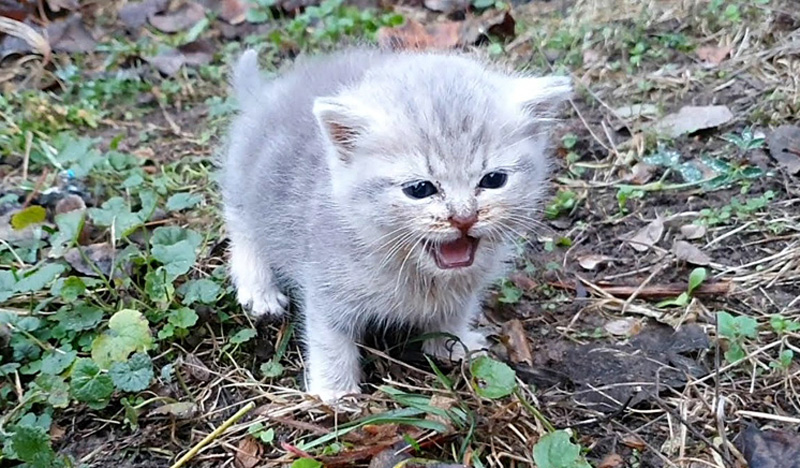 独りぼっちの子猫