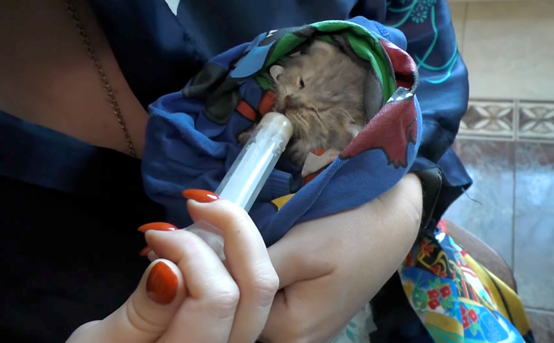 保護された子猫