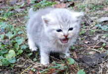 独りぼっちの子猫