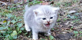 独りぼっちの子猫