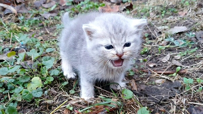 独りぼっちの子猫