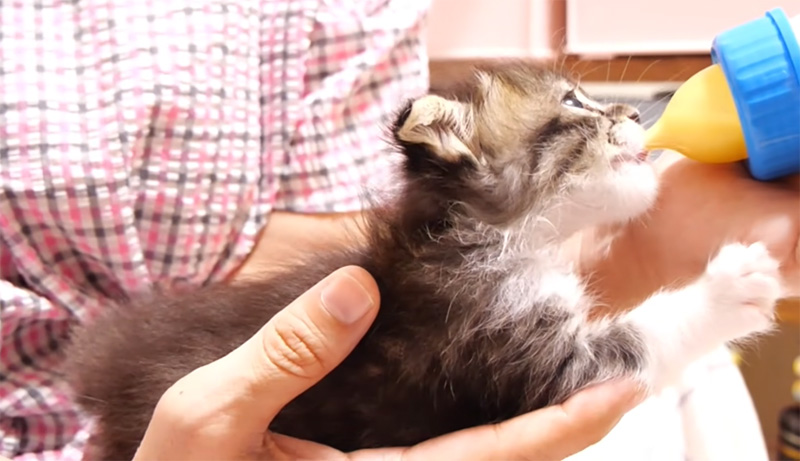 ミルクを飲む子猫