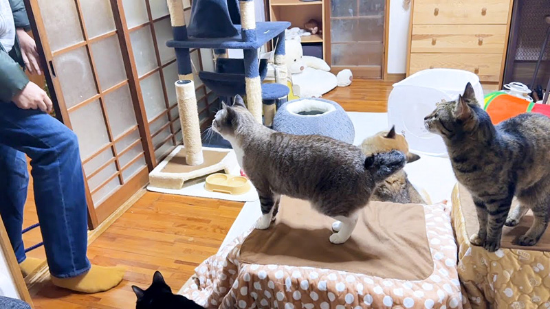 4日ぶりに帰ってきた飼い主さんに集まる猫達