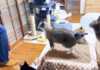 4日ぶりに帰ってきた飼い主さんに集まる猫達