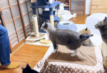 4日ぶりに帰ってきた飼い主さんに集まる猫達