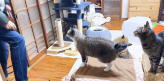4日ぶりに帰ってきた飼い主さんに集まる猫達