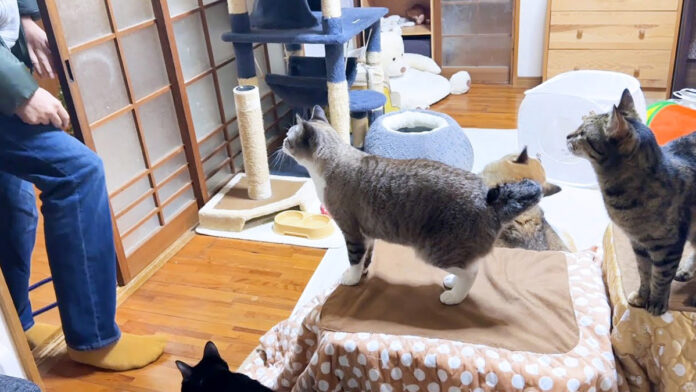 4日ぶりに帰ってきた飼い主さんに集まる猫達