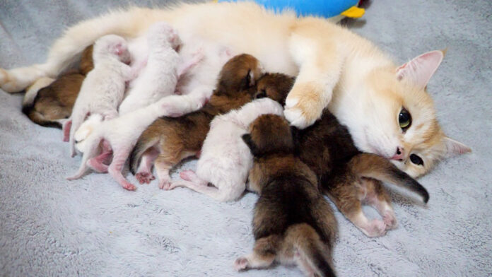 8匹の子猫達にミルクを飲ませる母猫