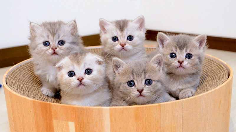 あっちむいてほいする子猫達