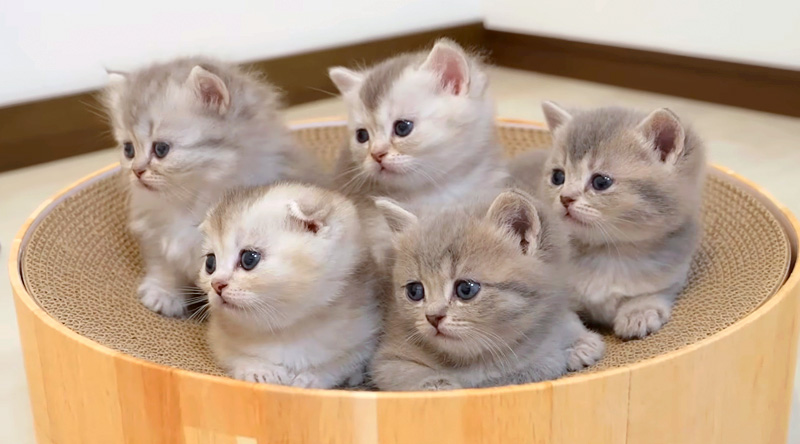 あっちむいてほいする子猫達