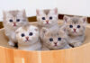 あっちむいてホイする子猫達