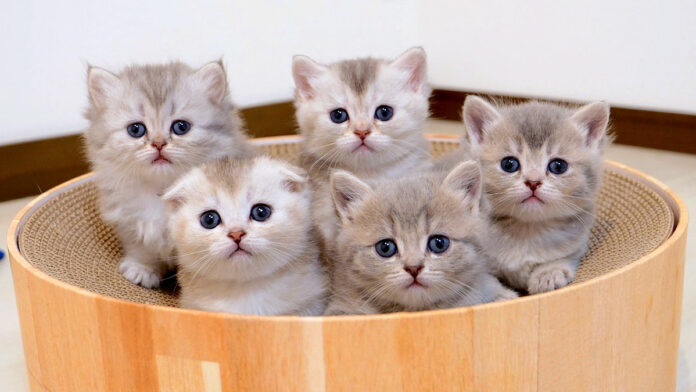 あっちむいてホイする子猫達