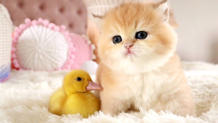 仲良しなアヒルの子と子猫