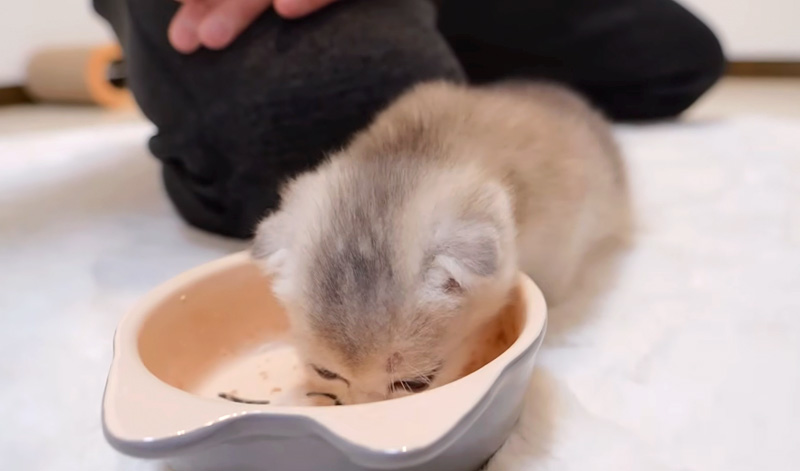 ご飯をモリモリ食べる子猫