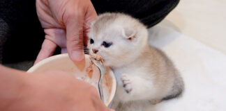 ご飯を食べる子猫
