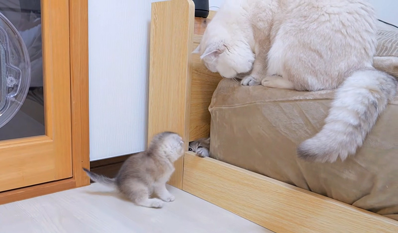 穴にハマった子猫を心配するパパ猫
