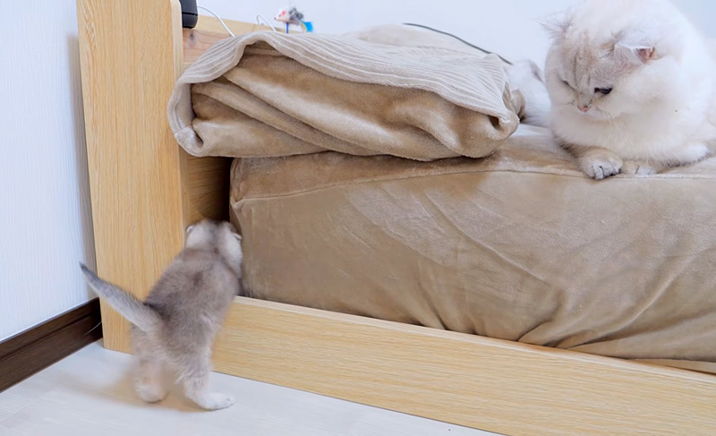 穴にハマった子猫を心配する