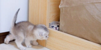 穴にハマった子猫