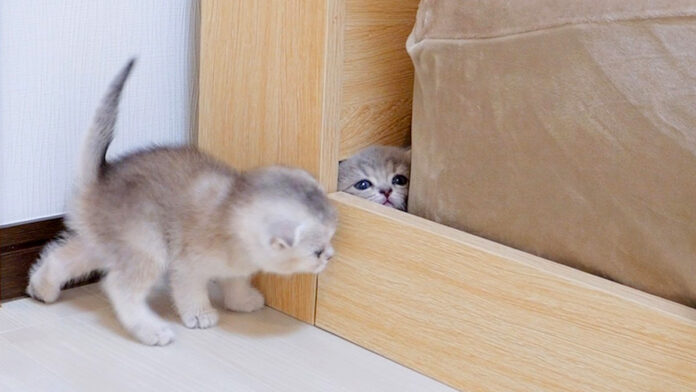 穴にハマった子猫
