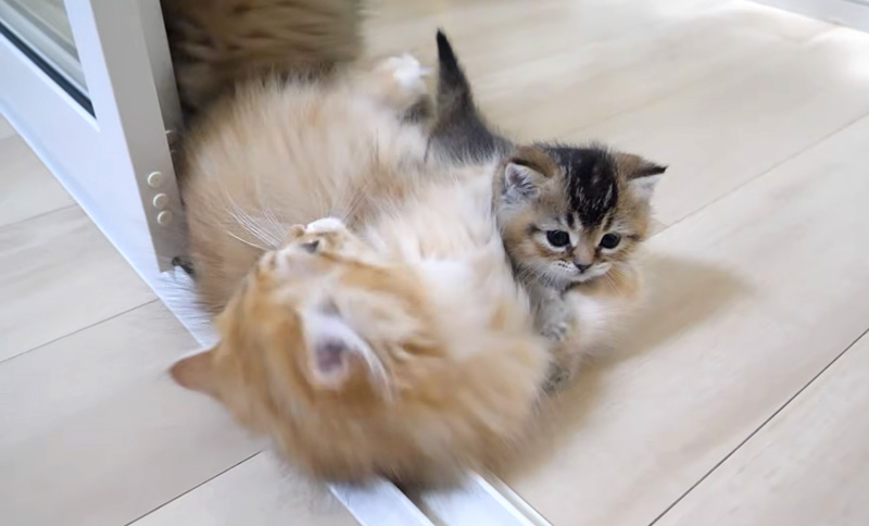 兄猫達と遊ぶ子猫