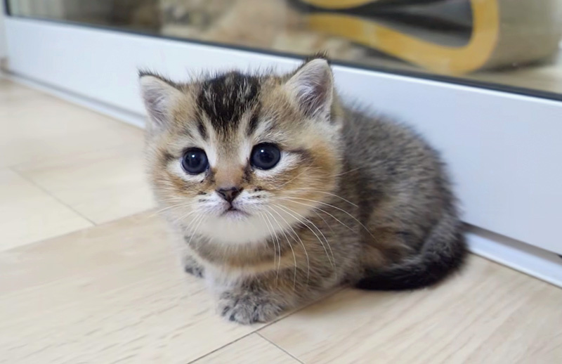 たくさん遊んで眠くなった子猫