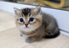たくさん遊んで眠くなった子猫