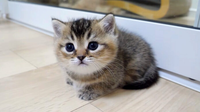 たくさん遊んで眠くなった子猫