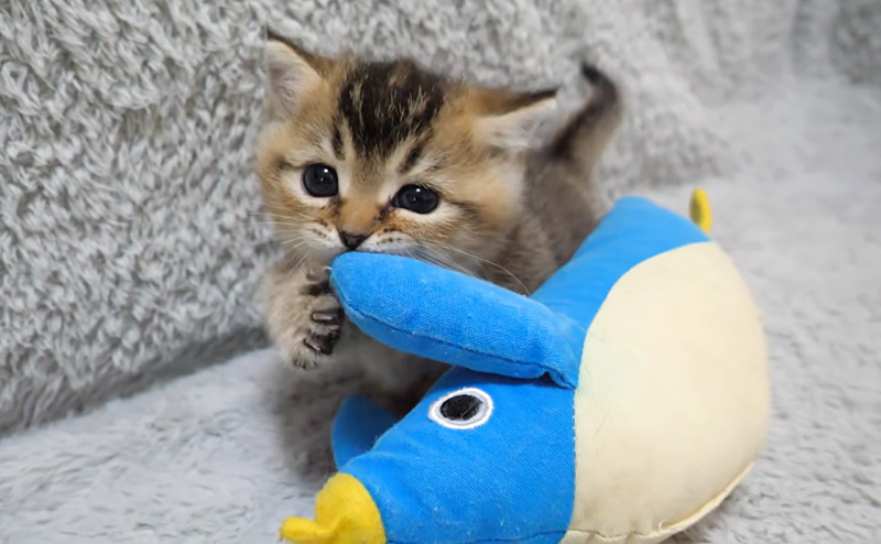 ぬいぐるみをガジガジする子猫