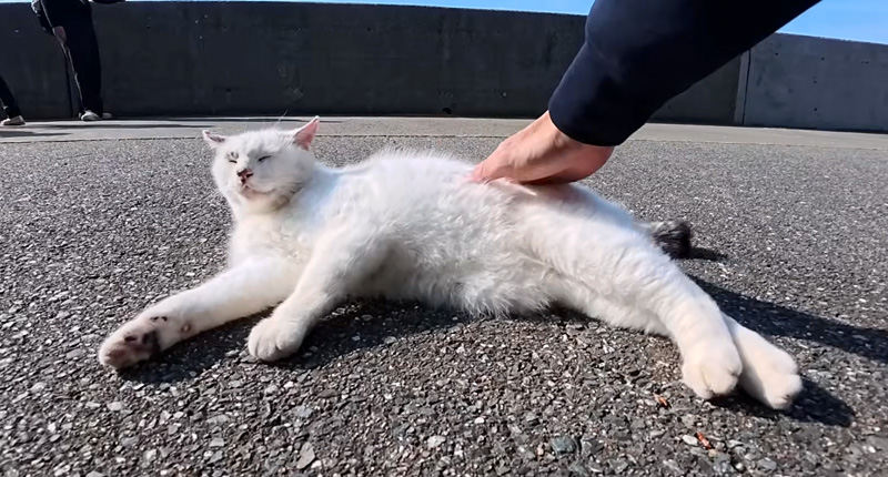 ナデナデされる猫