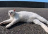 会うと必ず挨拶してくる猫さん。いつでも撫でられる準備はできているようで可愛いことに♡ 会うと必ず挨拶してくる猫