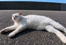 会うと必ず挨拶してくる猫さん。いつでも撫でられる準備はできているようで可愛いことに♡ 会うと必ず挨拶してくる猫